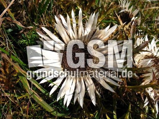 Schweiz Le Chasseral 008.JPG